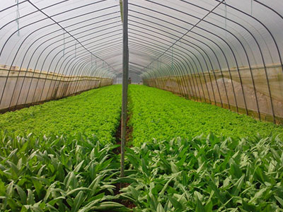 种植基地四(图1) 种植基地四(图1)